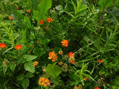 Geum coccineum
