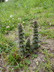 Ajuga orientalis