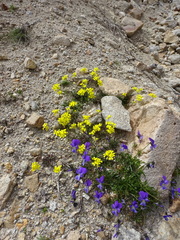 Viola altaica