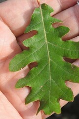 Quercus pyrenaica