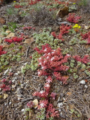 Sedum pallidum