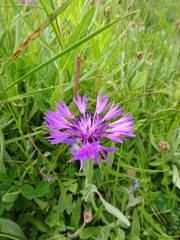Centaurea triumfettii