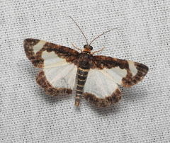 Heliomata cycladata