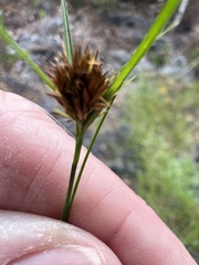 Rhynchospora microcephala