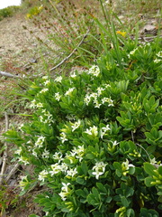 Daphne oleoides