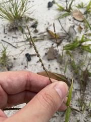 Eragrostis ciliaris