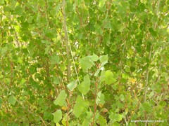 Populus × canadensis