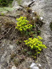 Sedum