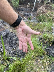 Rhynchospora microcephala