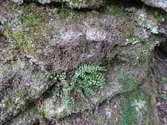 Asplenium trichomanes
