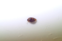 Sericoderus
