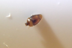 Sericoderus