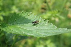 Poecilobothrus nobilitatus