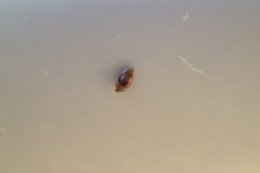 Sericoderus