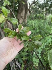 Terminalia tetraphylla