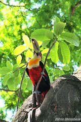 Ramphastos dicolorus