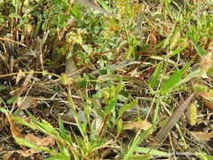 Setaria pumila