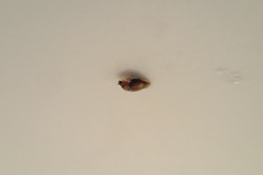 Sericoderus