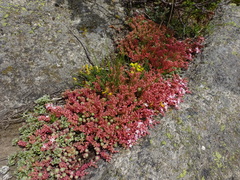 Sedum pallidum