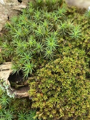 Polytrichastrum ohioense