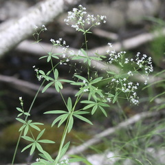 Galium intermedium