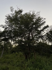 Terminalia tetraphylla
