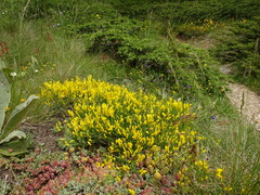 Genista lydia