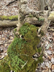 Polytrichastrum ohioense