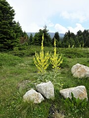 Verbascum olympicum