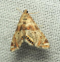 Petrophila fulicalis