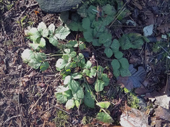 Tiarella trifoliata trifoliata