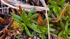 Coprosma talbrockiei