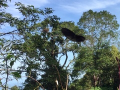 Euploea doubledayi evalida