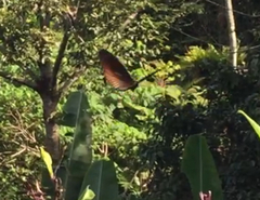 Euploea doubledayi evalida