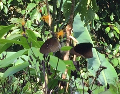 Euploea doubledayi evalida