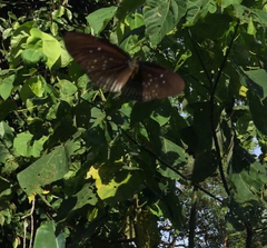 Euploea doubledayi evalida