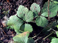 Tiarella trifoliata trifoliata