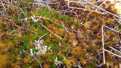 Coprosma talbrockiei