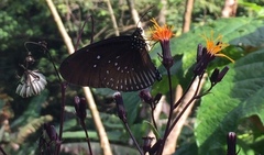 Euploea doubledayi evalida