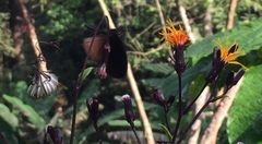 Euploea doubledayi evalida