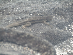 Microlophus albemarlensis