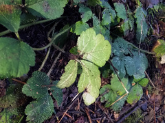 Tiarella trifoliata trifoliata