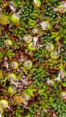 Coprosma talbrockiei