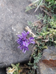 Astragalus arnottianus