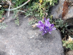 Astragalus arnottianus
