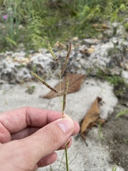 Paspalum fimbriatum