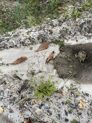 Paspalum fimbriatum