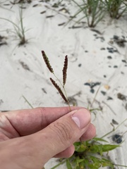 Paspalum fimbriatum