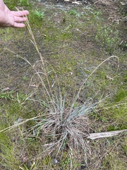 Andropogon capillipes