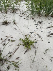 Paspalum fimbriatum